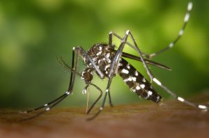 Que faire contre les piqûres de moustiques ?